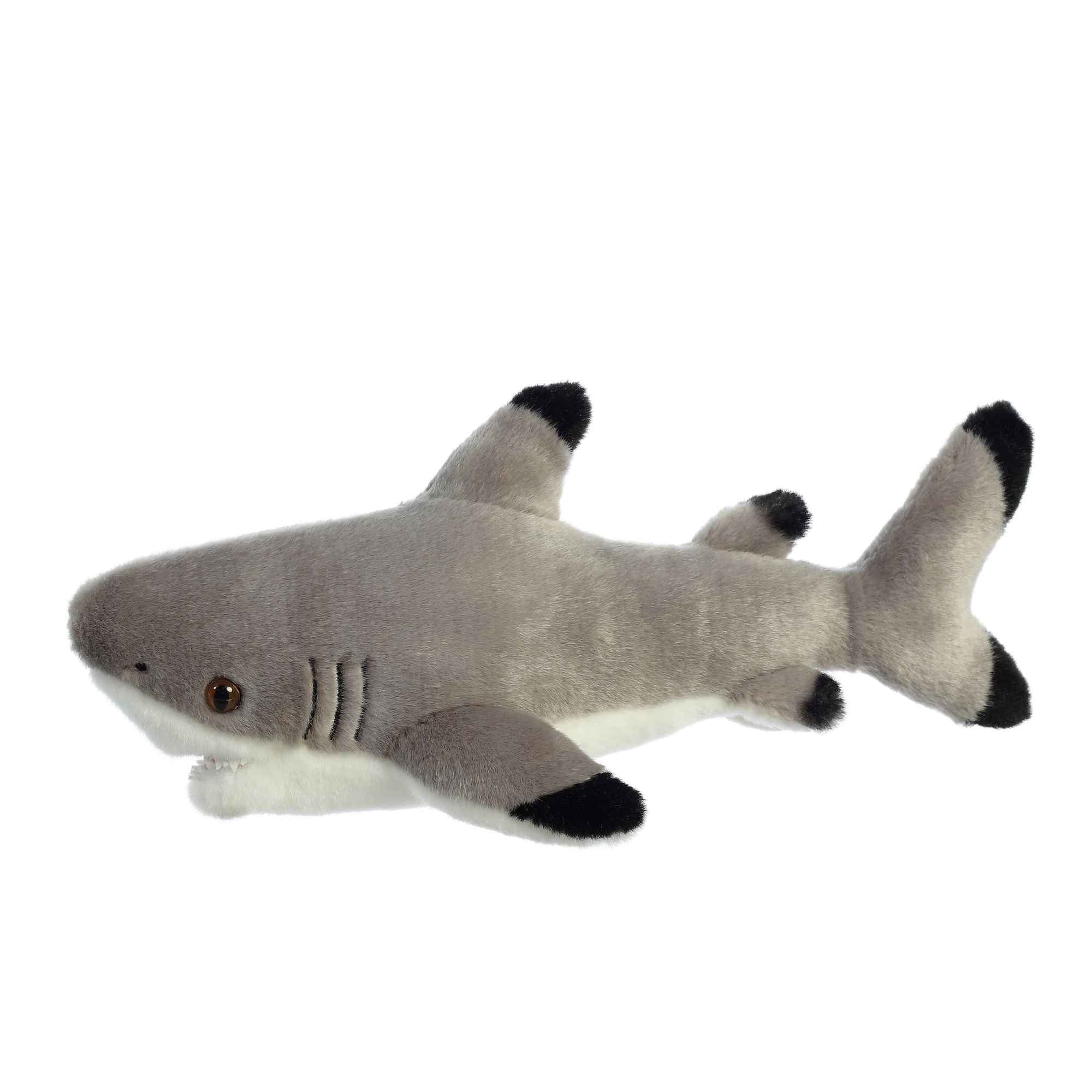 Aurora black tip shark