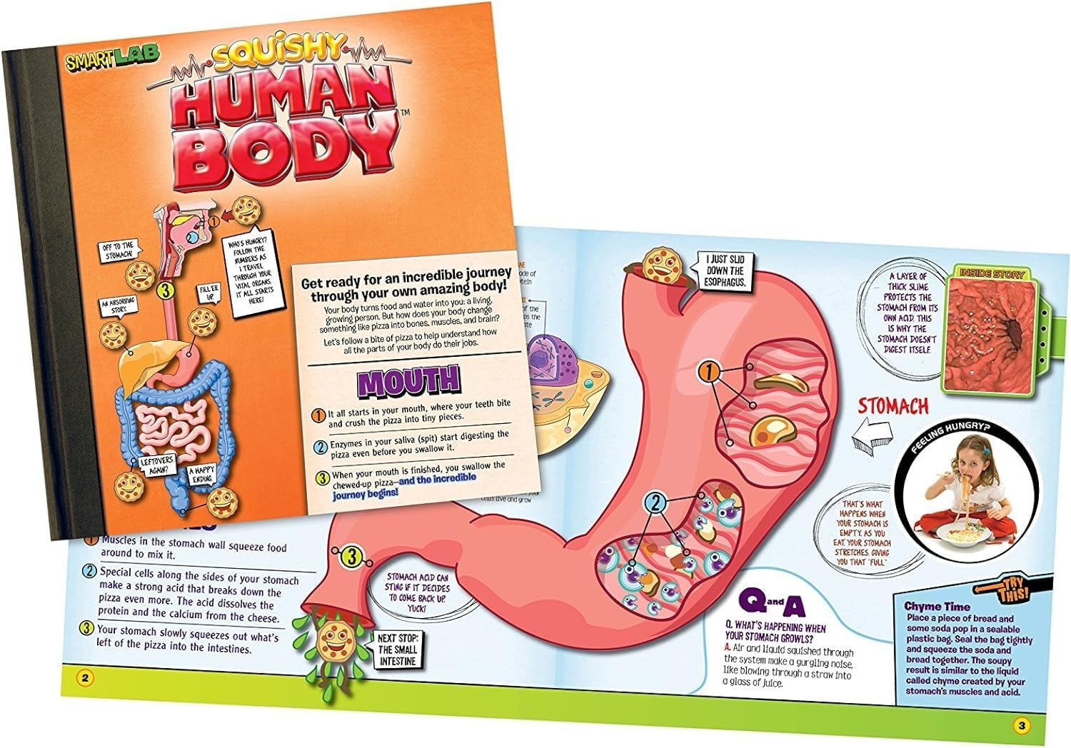 EDC Smart Lab Squishy Human Body